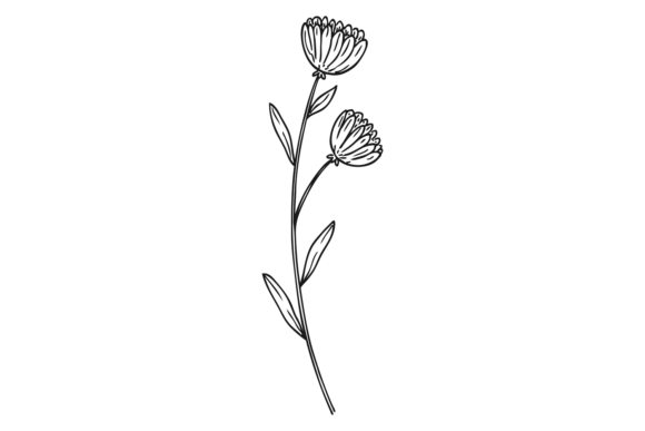 Calendula Graphics & Illustrations for Editorial Use